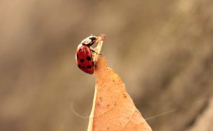 ladybug-1789072_640